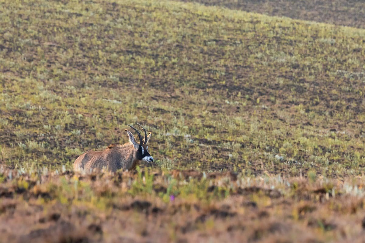 A roan antelope grazes on the high plateau near Chelinda Camp
