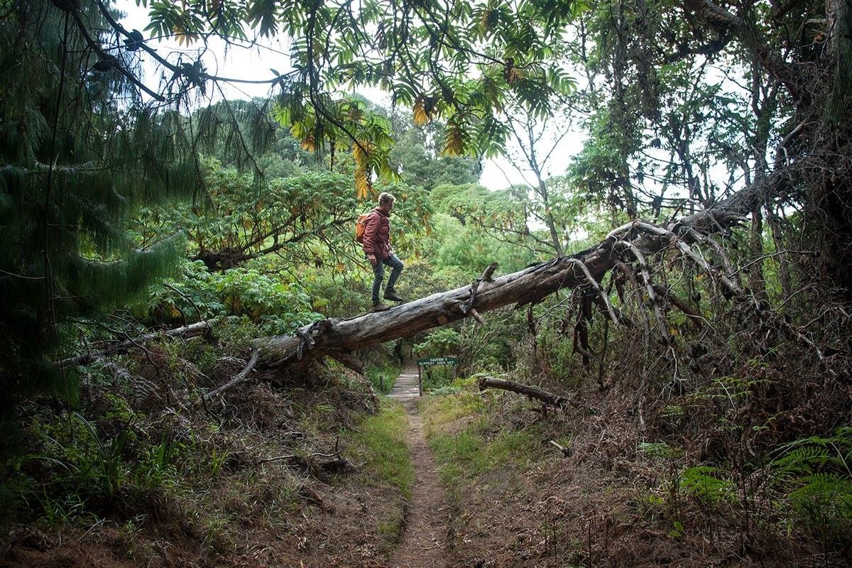 A hiker crosses a fallen log on the forest trail at Chelinda Camp