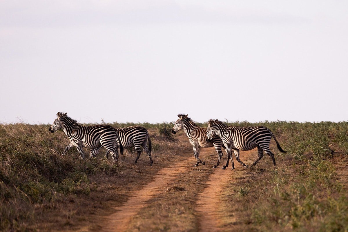 Zebras cross a dirt track on the plateau near Chelinda Lodge