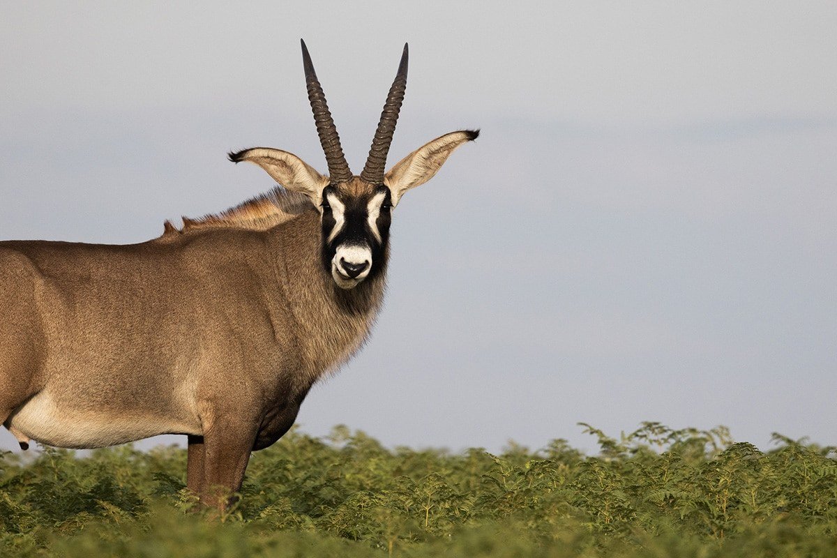 A roan antelope stares down the camera near Chelinda Lodge