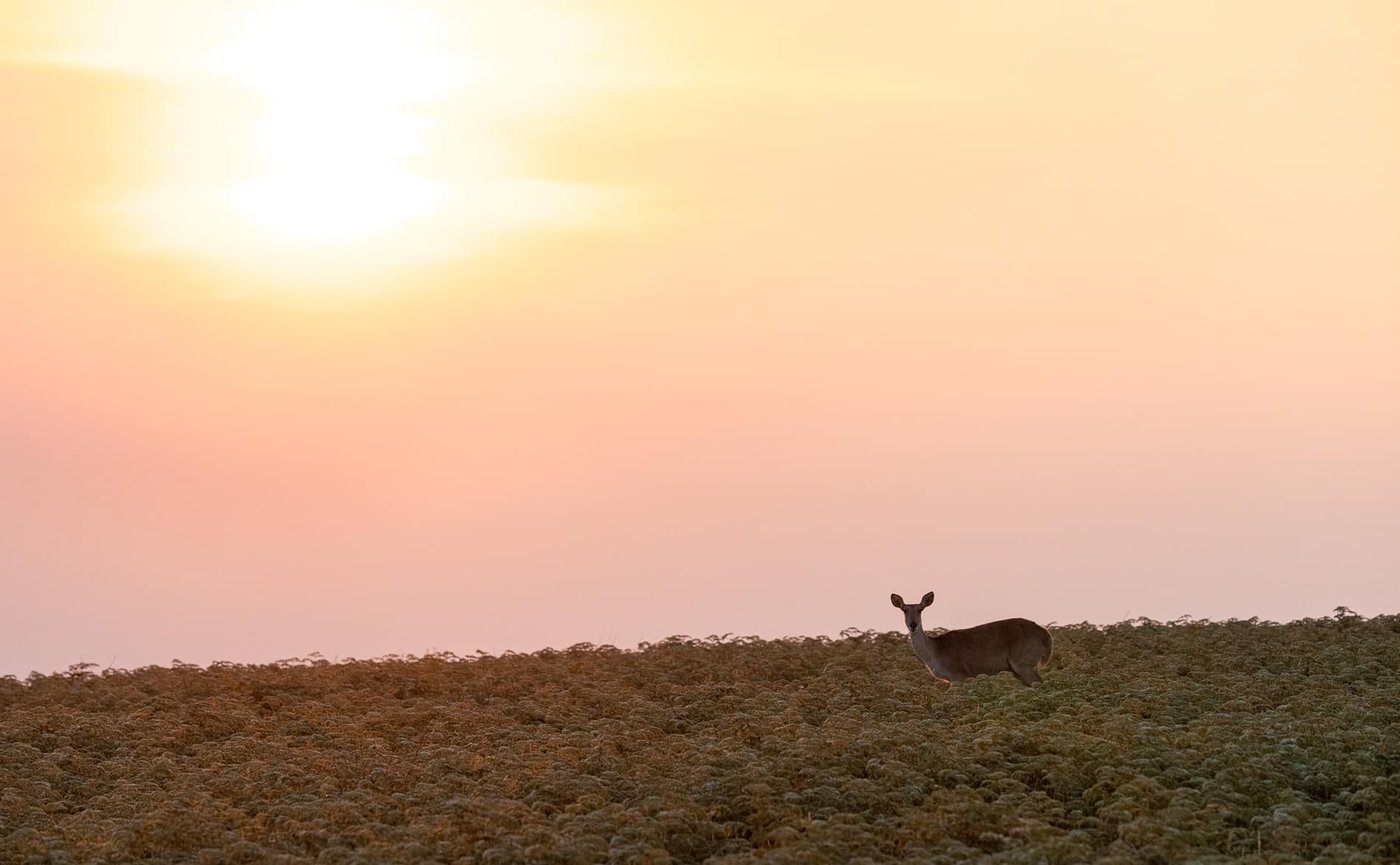An antelope stands on the grassland at sunset near Chelinda Lodge