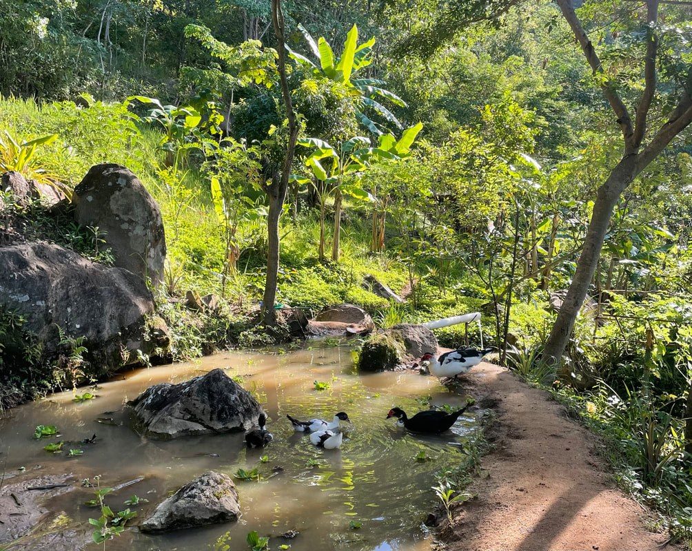 Muscovy ducks gather at a rock-lined garden pond at The Mushroom Farm